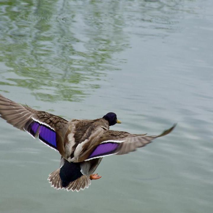 Scenes from the North Country: Coming in for a Landing